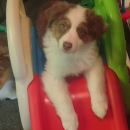 Autumn - Red tri-color Australian Shepherd puppy in Apple Valley, California from Sunset Rose Aussies