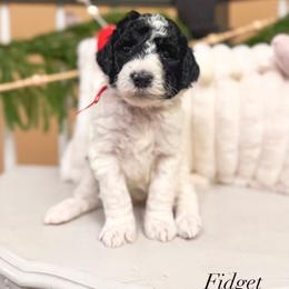 Fidget - Black and white male Sheepadoodle puppy in Danville, Indiana from Marley’s Doodle Ranch
