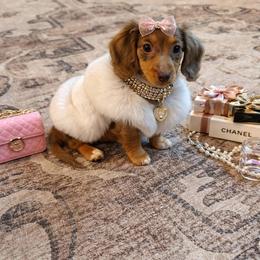 Dachshund Puppies from Sawyer’s Teenie Weenies