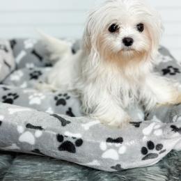 Mal-Shi and Maltese Puppies from Petite Pawz