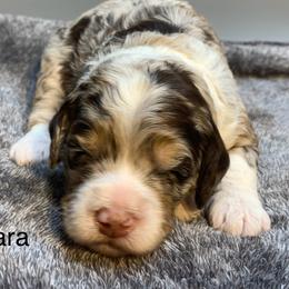 Ciara - Chocolate merle female Bernedoodle puppy in New Ringgold, Pennsylvania from Hawk Mountain Doodles