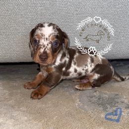 Dachshund Puppies from Remi’s Dapple Dachshunds