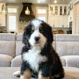 Bernese Mountain Dog Puppies from Golden Willow Puppies