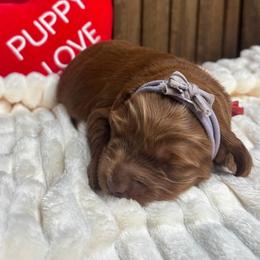 Sunny - Red female Australian Labradoodle puppy in Citrus Heights, California from Elite Blend Labradoodles