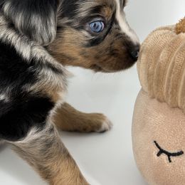 Miniature Australian Shepherd and Toy Australian Shepherd Puppies from Ollie's Aussies