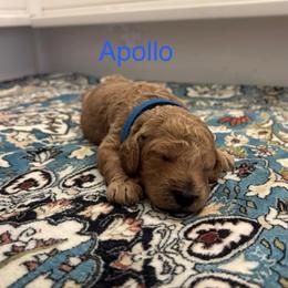 Apollo - Apricot male Poodle puppy in Union Grove, Alabama from Beltane Bonnies