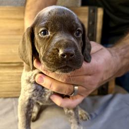 Purple - Liver roan female German Shorthaired Pointer puppy in Laurel, Montana from Upland Points Gun Dogs