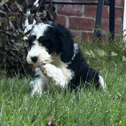 Vader - Tri-color male Bernedoodle puppy in Lone Jack, Missouri from Elite Bernedoodle Besties LLC