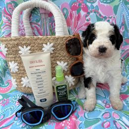 Pairs - Tri-color female Bernedoodle puppy in Katy, Texas from Tails of Cypress