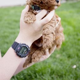 Linus - Red  Goldendoodle puppy in Mona, Utah from Utah Golden-doodles