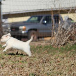 Golden Retriever Puppies from Golden Barnes Kennel