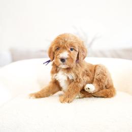 Purple collar - Red  female Goldendoodle puppy in Spokane, Washington from Doodle Love