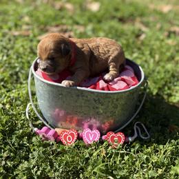 Raphael - Merle male Whoodle puppy in Gladewater, Texas from Kalin’s K9s