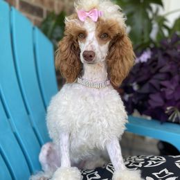 Luna - Poodle