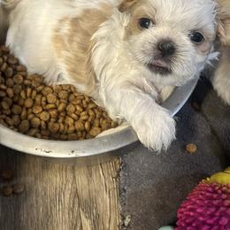 Perdy - Cream and white female Shih Tzu puppy in Rockmart, Georgia from Sonya Garrett