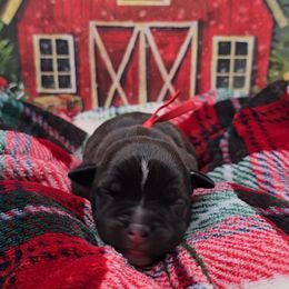 Gus (Mr. Red) - Black male Staffordshire Bull Terrier puppy in Georgetown, Texas from Bruhaus Kennels