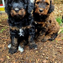 Bernedoodle Puppies from Home Grown Hearts Doodles