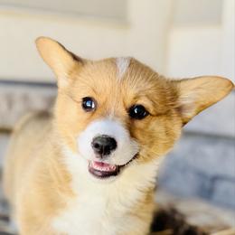 Dory-Pink collar - Red female Pembroke Welsh Corgi puppy in Benjamin, Utah from Nuna’s  Corgis