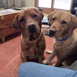 Wisci - Labrador Retriever