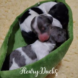 Dachshund Puppies from FleuryDachs