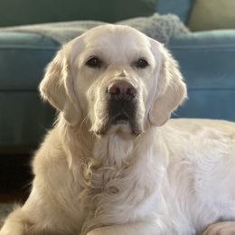 Evie - Golden Retriever