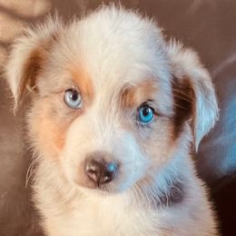 Nick - Blue merle male Miniature Australian Shepherd puppy in Sulphur, Oklahoma from Barnyard Aussies