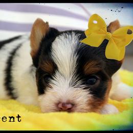 Yorkshire Terrier Puppies from Danielle's Yorkie Babies