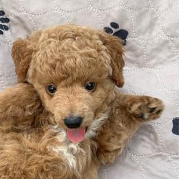 Oliver - Apricot male Poodle puppy in Nacogdoches, Texas from BA Mini Poodles