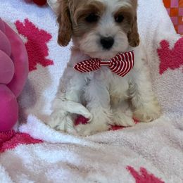 Cavapoo Puppies from Myles Barnum