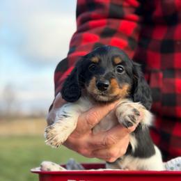Black and Tan Piebald - Onyx Boy - Piebald male Dachshund puppy in Knoxville, Tennessee from Over The Moon Minis