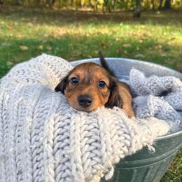 Boy 2 - Red male Dachshund puppy in Crossville, Tennessee from Golden Mini Farm