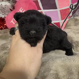 Uno - Black male Miniature Schnauzer puppy in Lufkin, Texas from C&K’s Schnauzer House