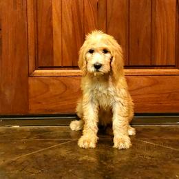 Luna - Apricot Labradoodle puppy in Weatherford, Texas from Oodles of poodles and doodles