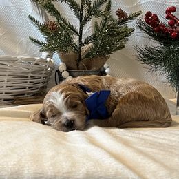 Blue Collar Male - Red  male Goldendoodle puppy in Bradenton, Florida from Suncoast Goldendoodles