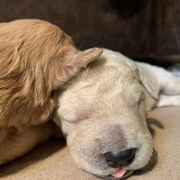 Goldendoodle Puppies from Dood Ranch Doodles