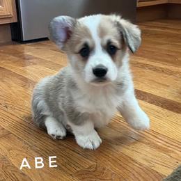 Abe - Red male Pembroke Welsh Corgi puppy in Vernal, Utah from Bingo's Kennel