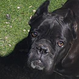 Ice - Cane Corso