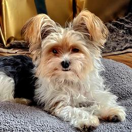 Yorkshire Terriers from Rosanna Brubacker