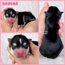 Ravena - Black and white female Pomsky puppy in Sheffield, Iowa from Clover Ridge Pomskies