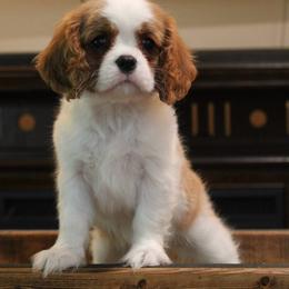 Ghost - Blenheim female Cavalier King Charles Spaniel puppy in Wesley Chapel, Florida from Ohana Cavaliers