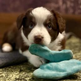 Meet Penny - Red tri-color female Miniature American Shepherd puppy in Stockton, Missouri from Kizmit Farmz