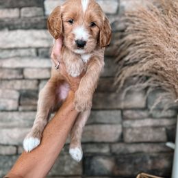 Puppy Pick #4 - Goldendoodle puppy in Corona, California from West Coast Goldendoodles