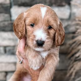 Puppy Pick #4 - Goldendoodle puppy in Corona, California from West Coast Goldendoodles