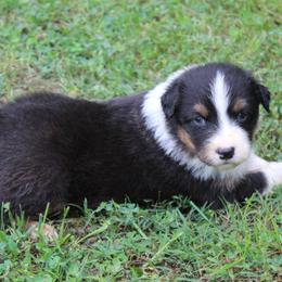 Palmer - Black tri-color male Australian Shepherd puppy in Kansas, Oklahoma from Windy G Farm