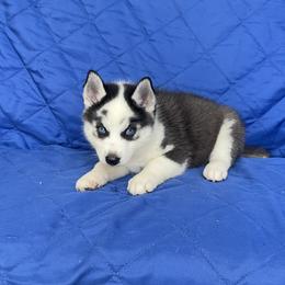 Baby girl 4 - Black and white female Siberian Husky puppy in Ocala, Florida from Florida Husky Puppies