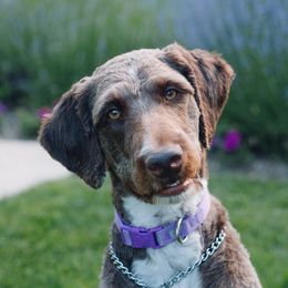 Penny - Aussiedoodle