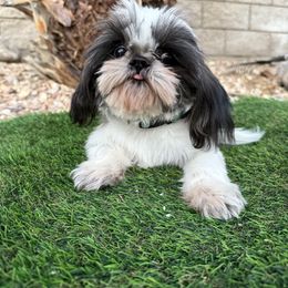 Sigma pup - Silver and white male Shih Tzu puppy in Bullhead City, Arizona from Arizona Shih Tzu Land