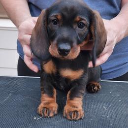 Fannie - Wild boar female Dachshund puppy in Elk (Spokane), Washington from Baledwr Kennels