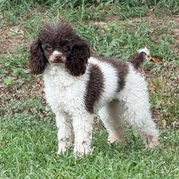 Toy poodle - Parti female Poodle puppy in Azle, Texas from Texas Kissed K9s