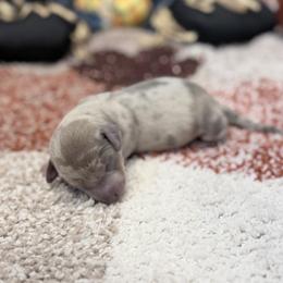 Boy 2 - Dapple male Dachshund puppy in Purdy, Missouri from Shotgun Pups